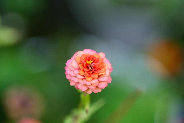 A small, pink flower in bloom with soft, blurred green background for emphasis