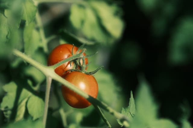 Two ripe tomatoes hanging on a vine surrounded by green leaves