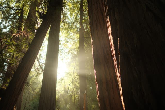 Sunlight streams between towering tree trunks, illuminating green foliage in a lush forest
