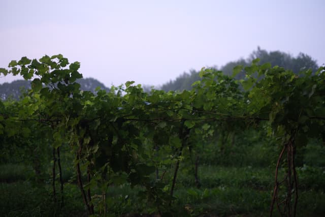 Lush green forest canopy with rolling hills fading into light mist under an overcast sky