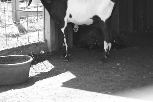 A black and white photograph of a goat standing in a shaded area next to a fence, with a small animal, possibly a kid, lying underneath it. A water bowl is visible on the ground nearby