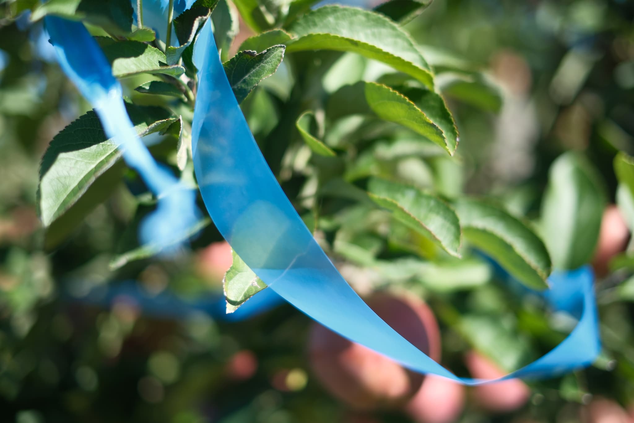 A blue ribbon tied around the branches of a leafy plant with blurred fruits in the background