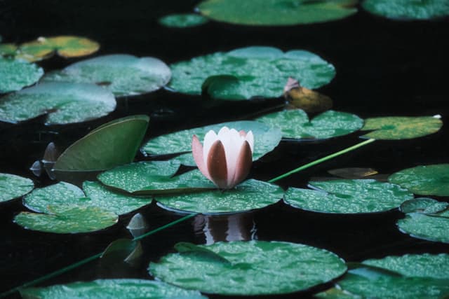 Pink water lily rising above dark water surrounded by broad green lily pads