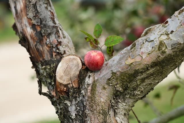 A ripe red apple on a tree branch with a blurred leafy background