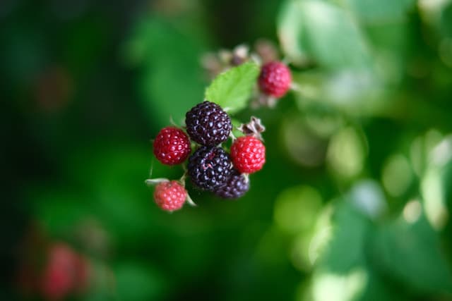 A cluster of ripe and unripe blackberries on a branch with green leaves in the background