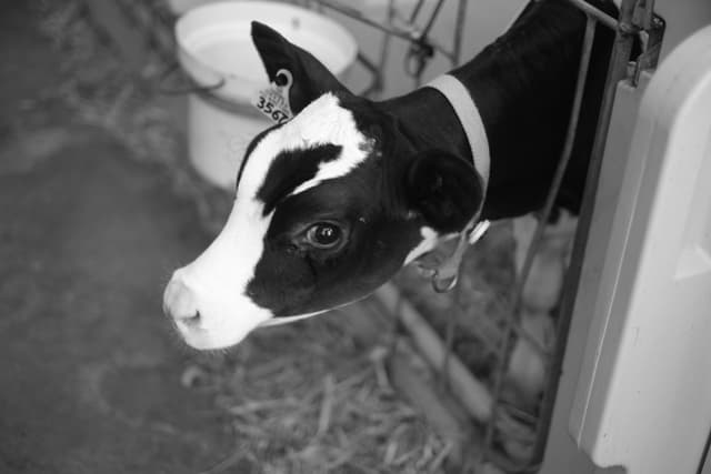 A black and white calf with a collar stands in a pen, with straw on the ground and a bucket in the background