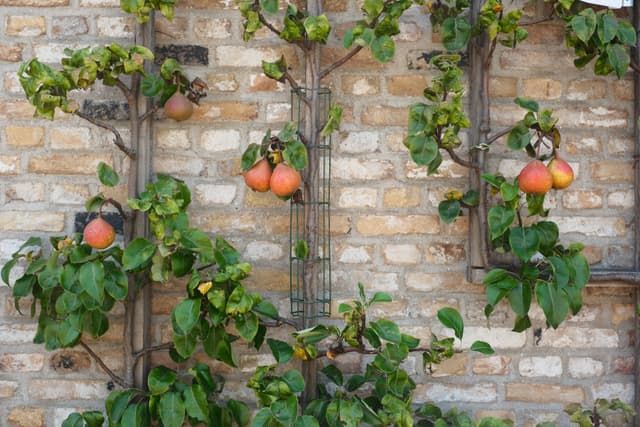 Espaliered pear trees with ripe fruit growing against a brick wall