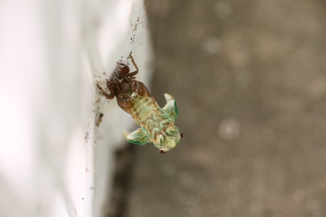 A cicada emerging from its exoskeleton on a vertical surface, with a focus on its green body and wings