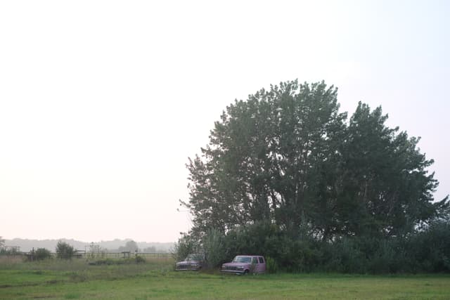 A car parked beside a cluster of tall trees in a grassy field under a hazy sky