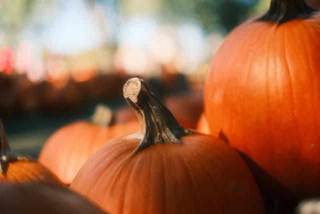Orange pumpkins with curved stems in an outdoor autumn display, with a softly blurred background