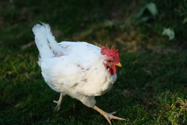 A white chicken with a red comb walking on a grassy surface