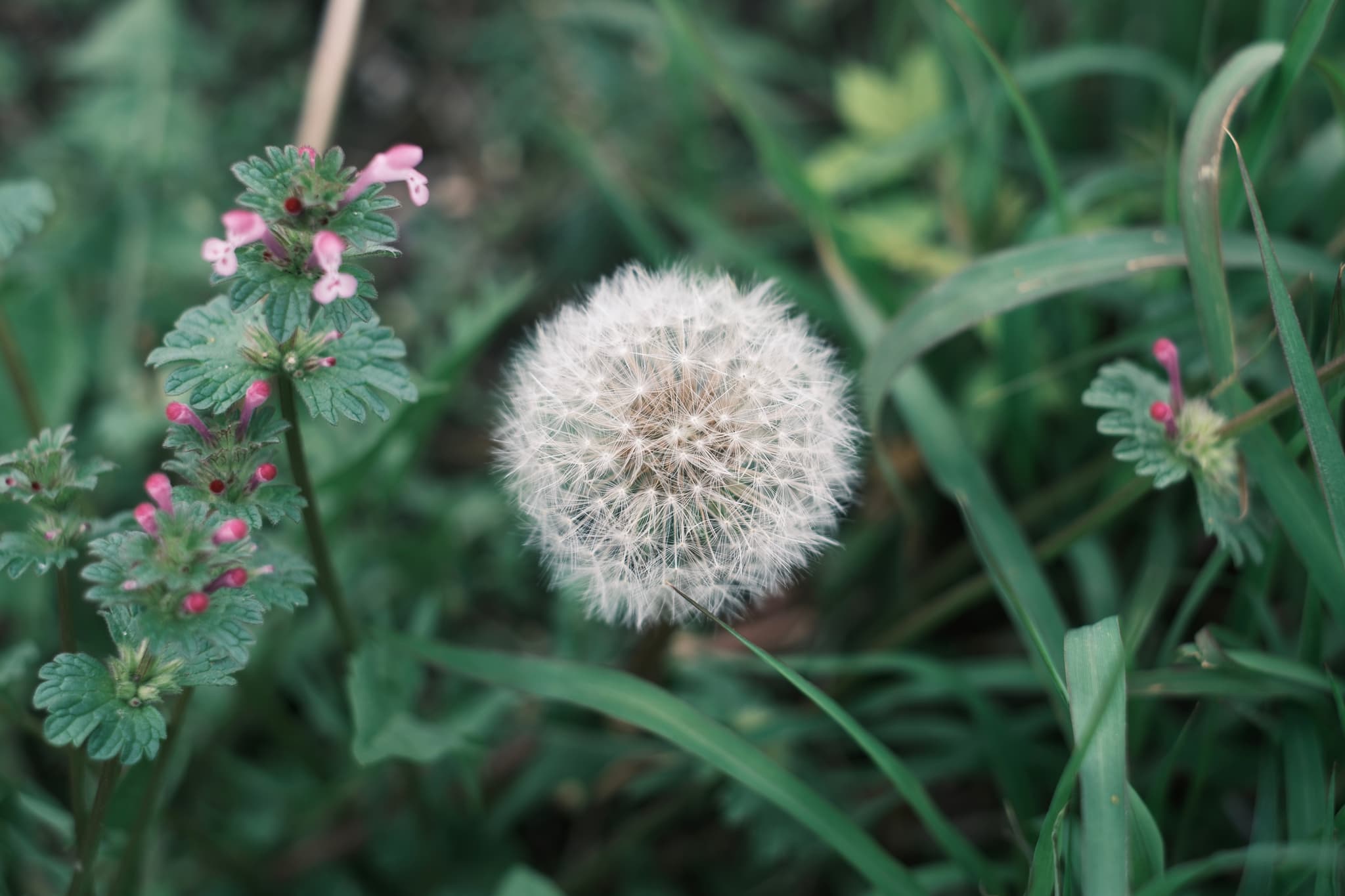 A dandelion seed head in focus, surrounded by green foliage and small pink flowers