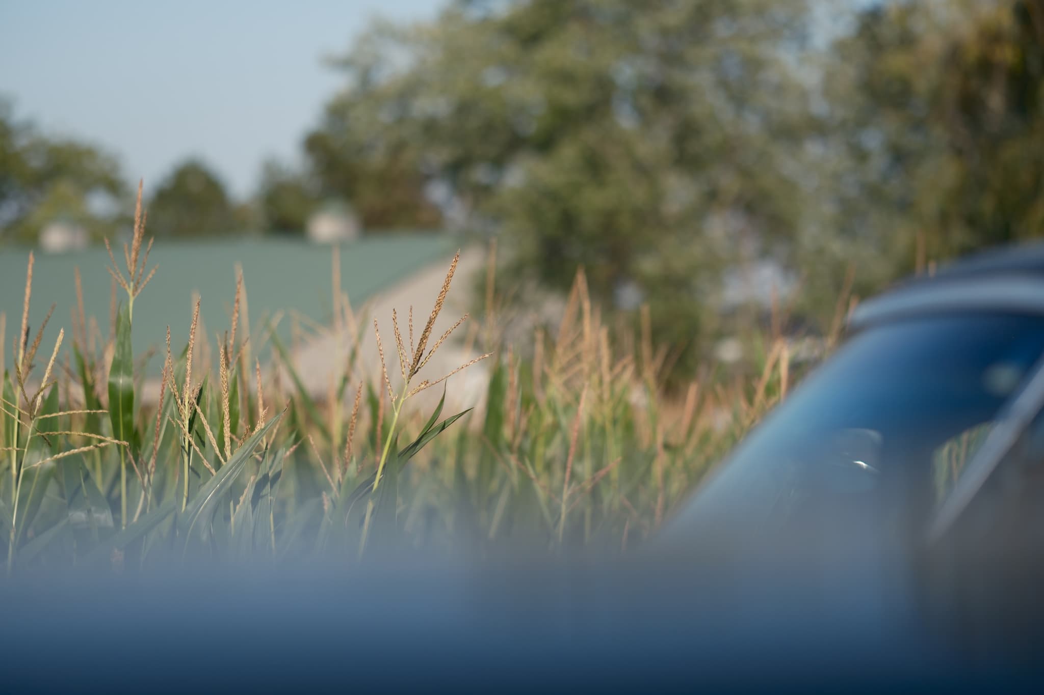 A blurred foreground with tall grass or corn stalks, a partial view of a car, and a house with a green roof in the background