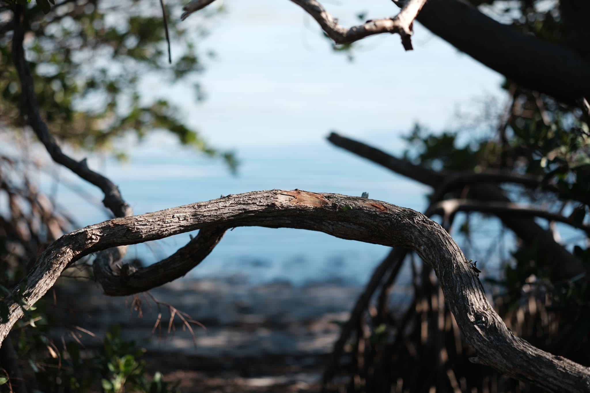 A view through twisted tree branches with a blurred background of water and foliage