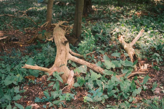 Fallen tree trunk and broken branches on a leafy forest floor with ivy and dappled sunlight among surrounding trees