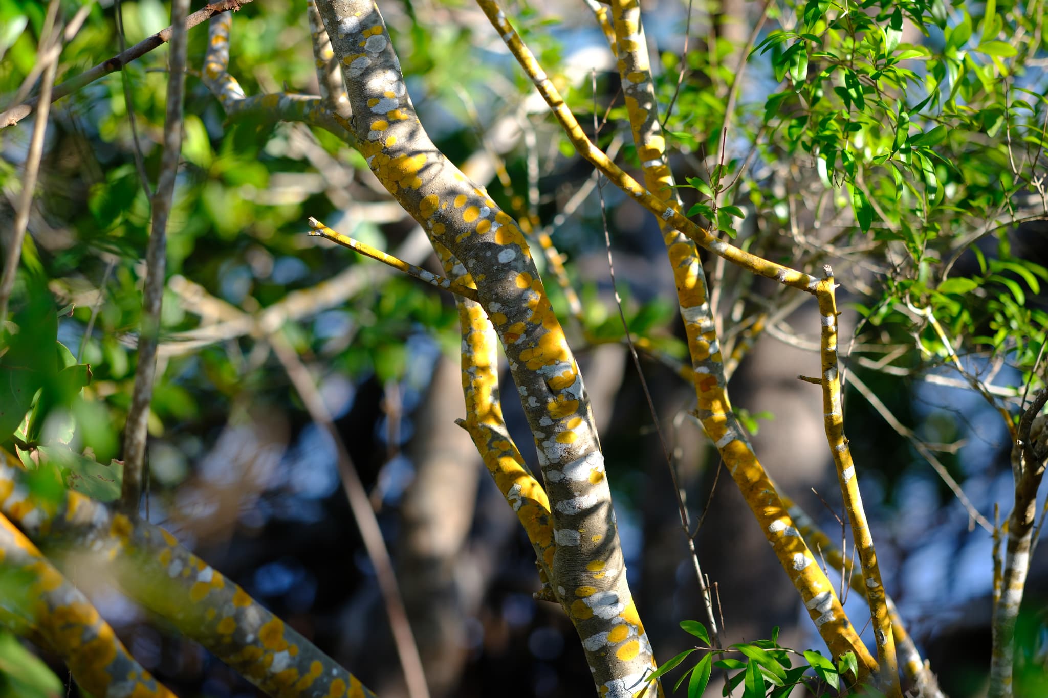 A lizard camouflaged on a tree branch surrounded by green leaves