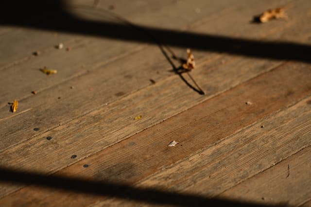 Wooden floor with scattered leaves and crisscrossing shadows from nearby objects, suggesting a warm, natural setting
