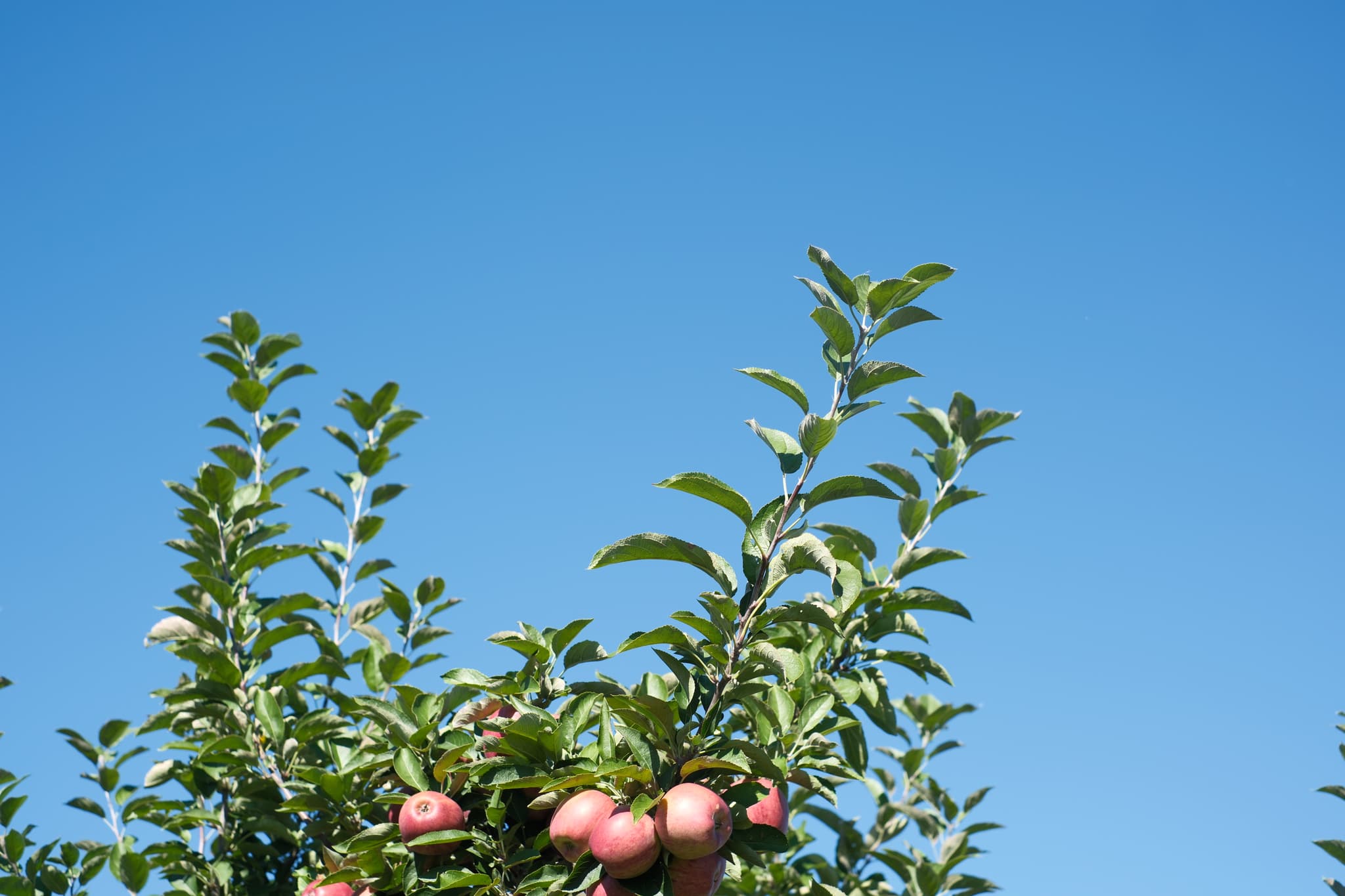 Apple tree branches with ripe apples against a clear blue sky