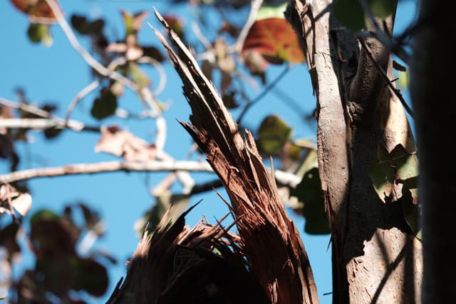 A broken tree branch with jagged edges against a backdrop of leaves and a clear blue sky