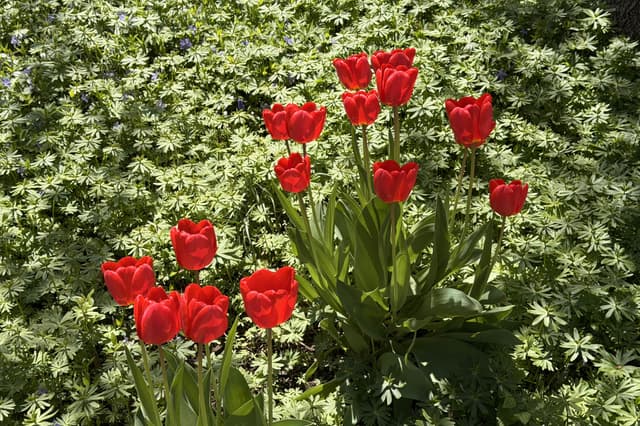 Cluster of vibrant red tulips rising above lush green foliage in bright sunlight