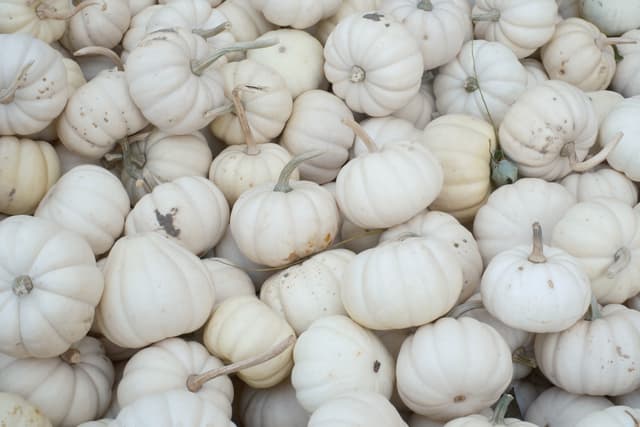 A pile of small, white pumpkins