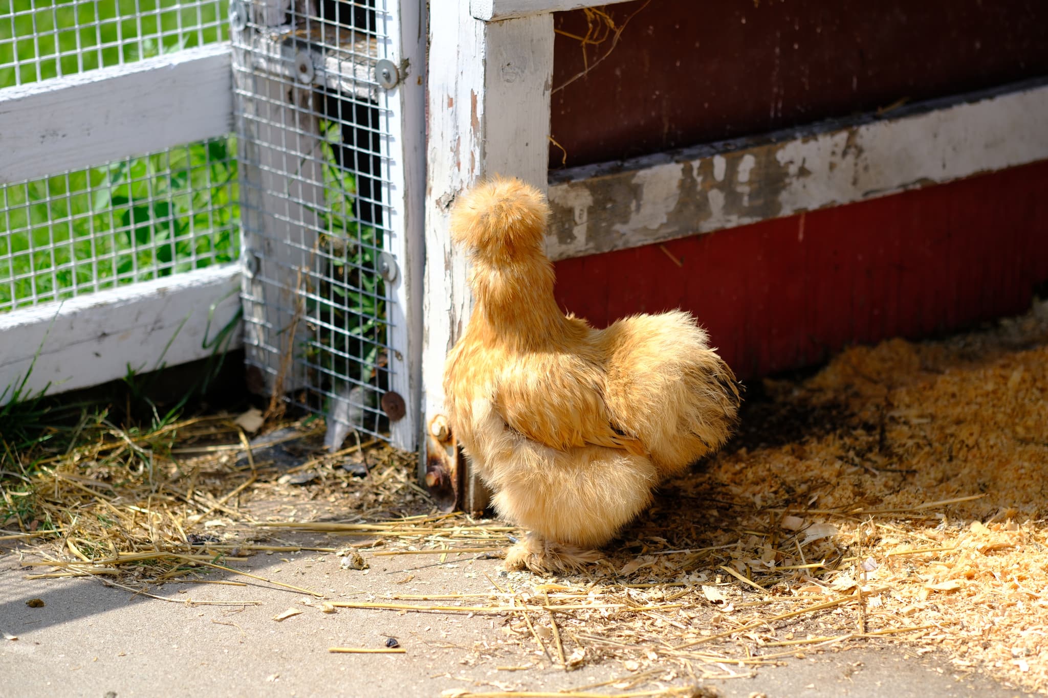 A fluffy, light brown chicken standing near a red and white wooden structure with a wire mesh fence