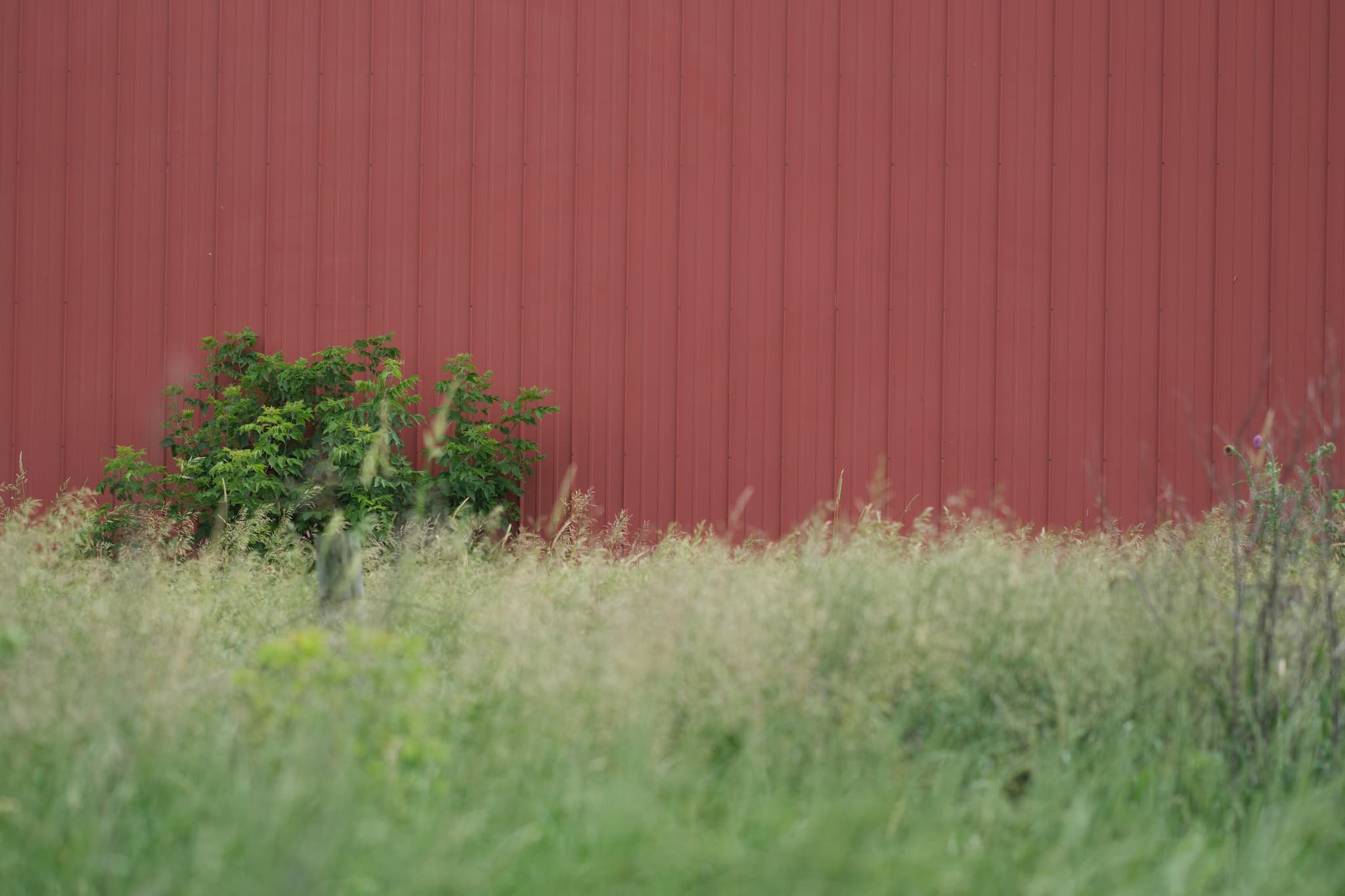 A red wall with vertical panels, partially obscured by tall grass and a small green bush