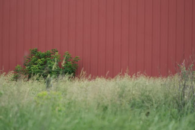 A red wall with vertical panels, partially obscured by tall grass and a small green bush