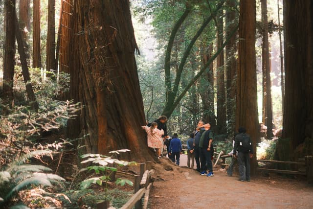 Hikers follow a winding dirt trail through towering redwood trees, surrounded by ferns and sunlit forest greenery