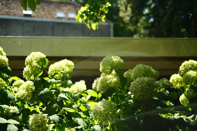 Lush green hydrangea bushes with large blooms in a garden setting, partially shaded by trees, with a building in the background