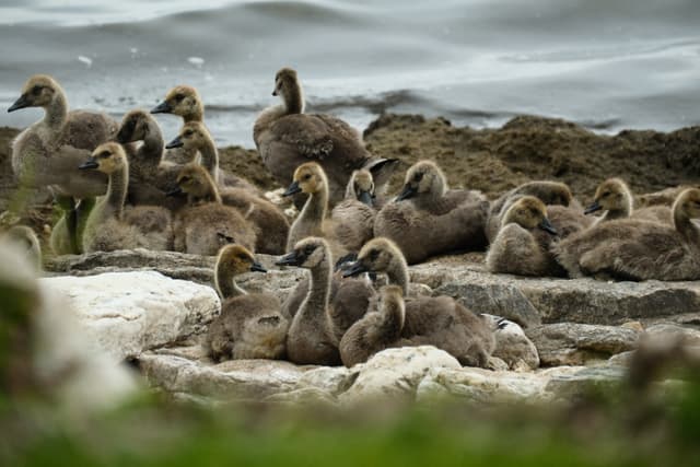 A group of goslings resting on a rocky shoreline near the water
