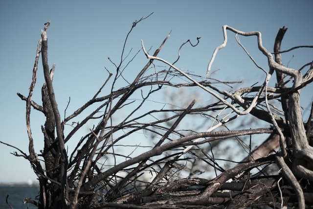 A cluster of bare, intertwined branches against a clear blue sky