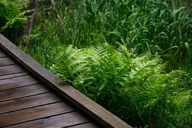 A wooden boardwalk runs alongside lush green ferns and tall grass