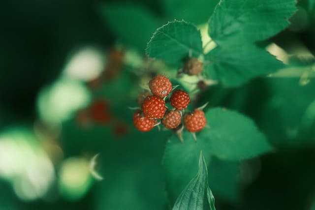 A cluster of red raspberries surrounded by green leaves, with a soft-focus background