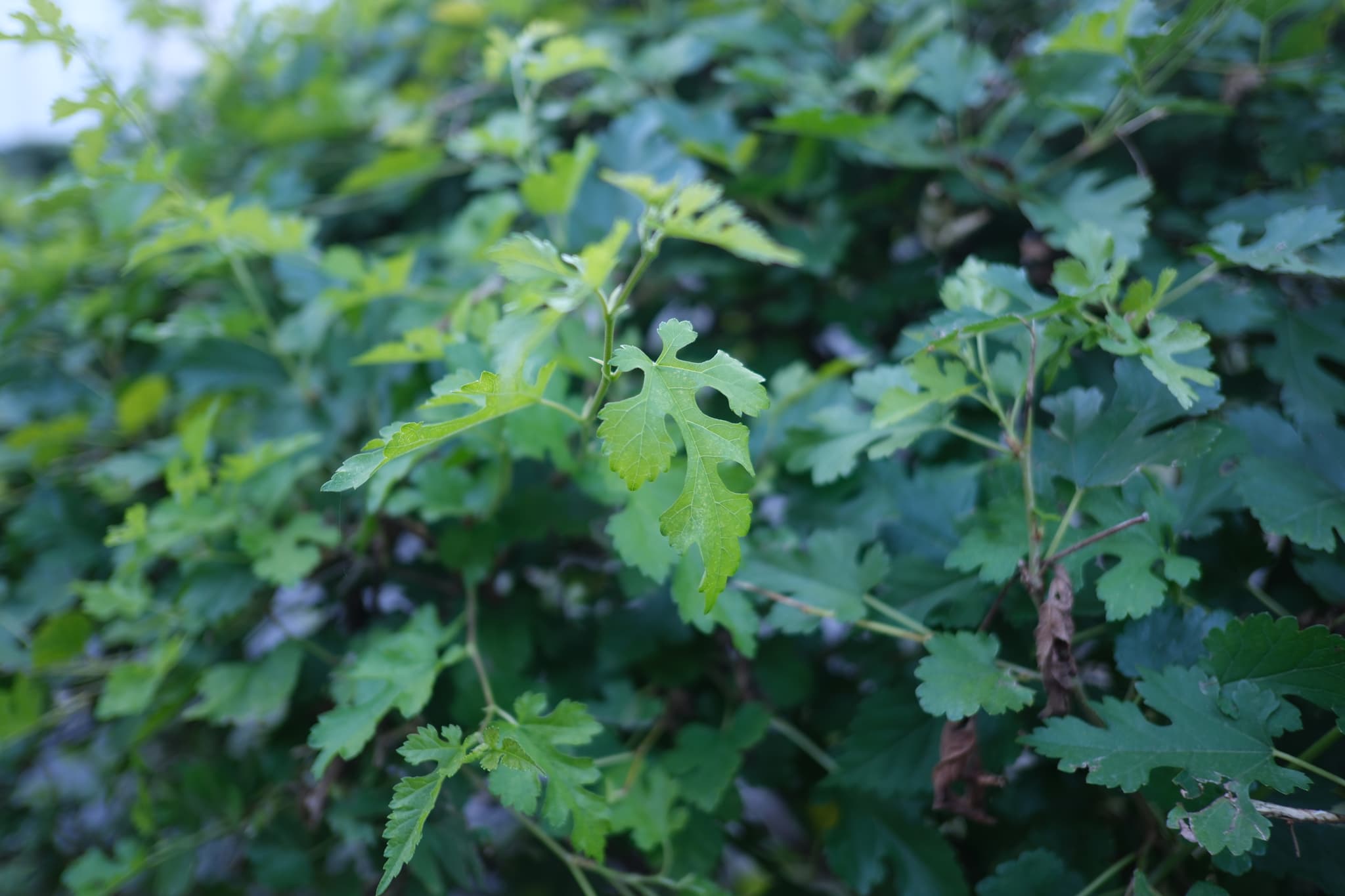 A close-up of green foliage with various shades of green leaves, some of which have holes