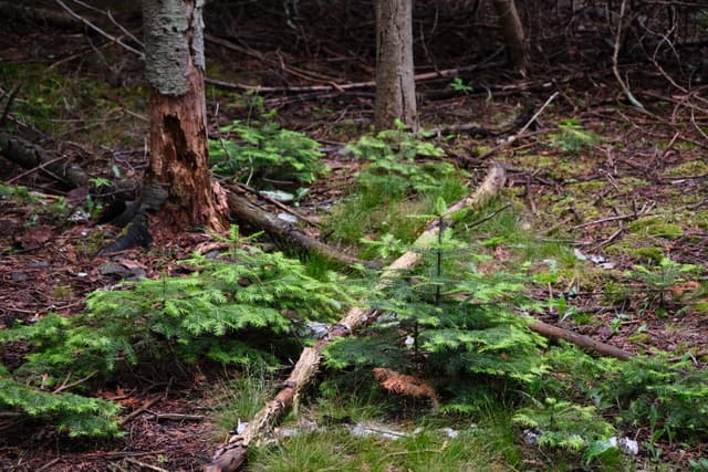 A forest floor with green ferns, a fallen branch, and tree trunks in the background