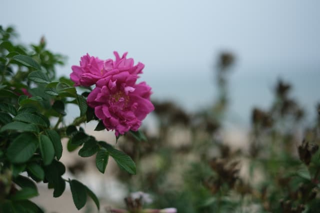 Close-up of a pink rose in bloom against a softly blurred garden background