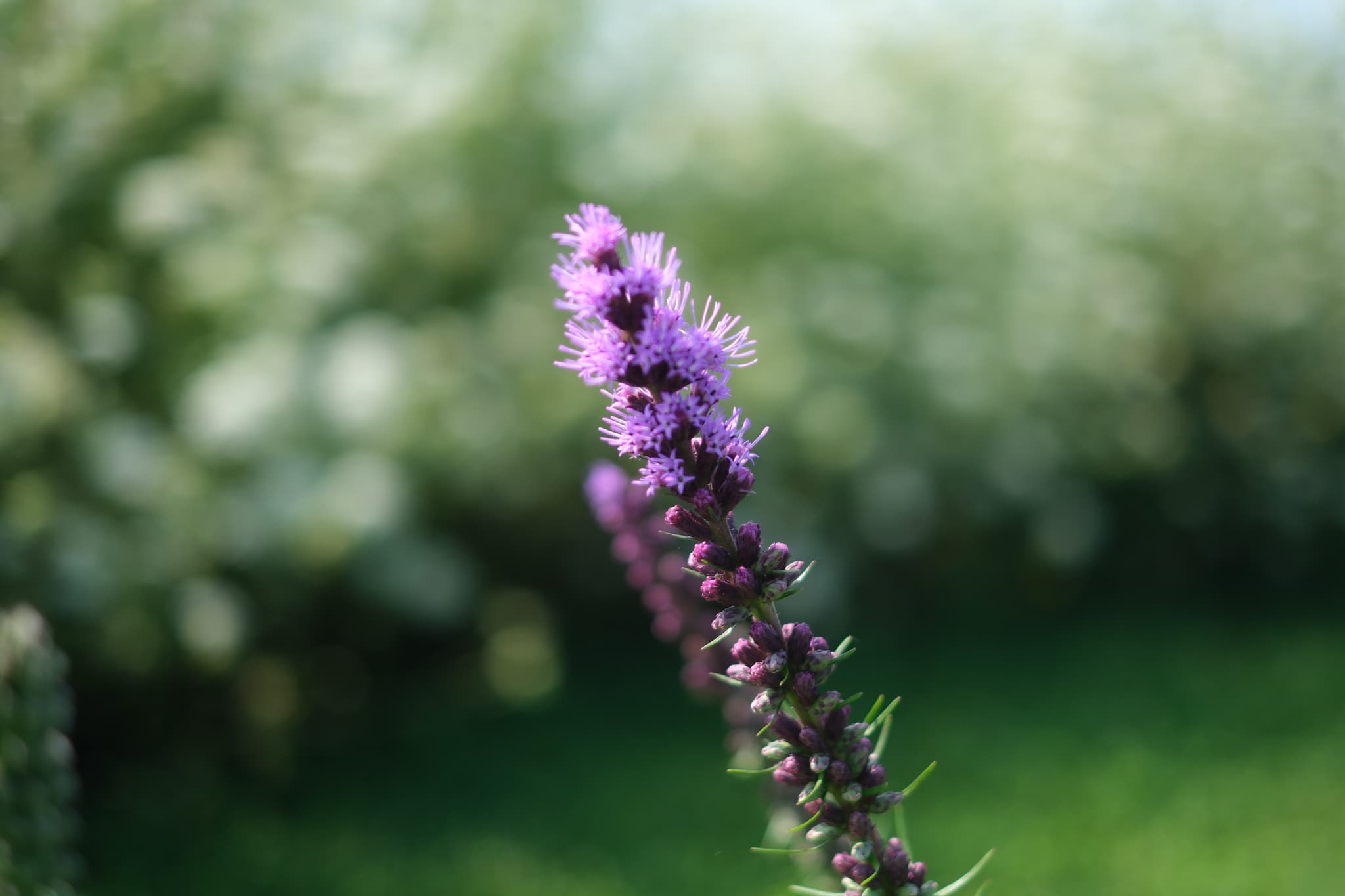 A close-up of a purple flower spike with a blurred green and white background