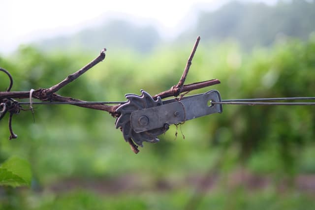 Close-up of a weathered grapevine tied to a tensioned wire with green vineyard rows blurred in the background