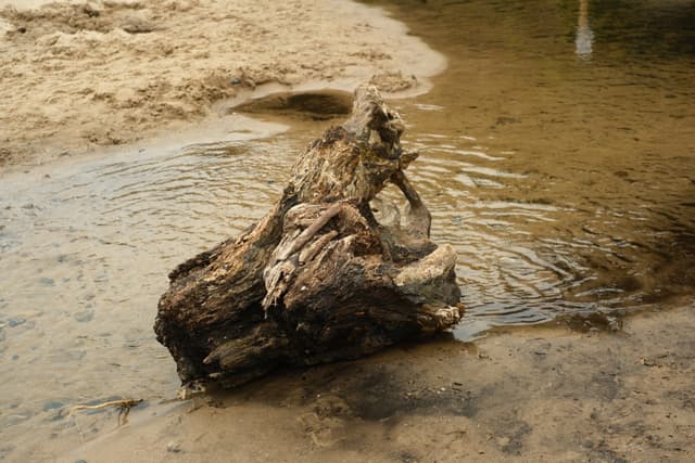 Weathered driftwood partially submerged in shallow river water with ripples near a sandy bank