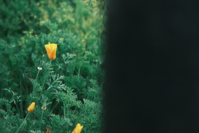 A yellow flower among green foliage, partially obscured by a dark vertical blur on the right side