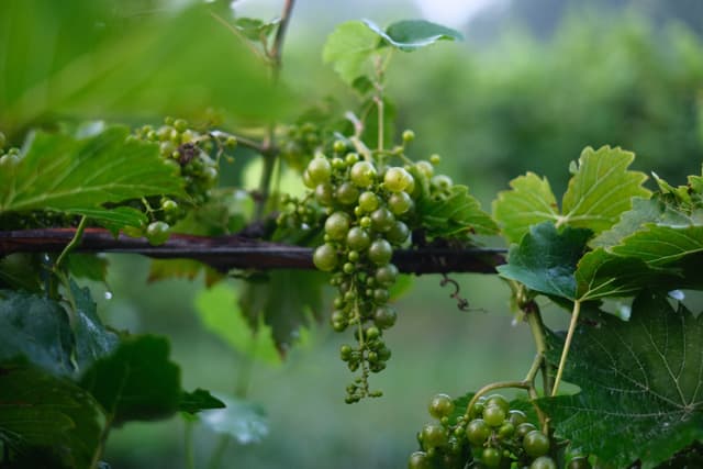 Green grape clusters hanging from a leafy vine with a soft blurred vineyard background
