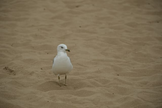 A lone white seagull standing on rippled sandy ground