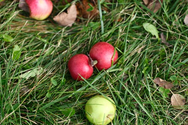 Apples scattered on green grass, featuring a mix of red and green apples with a few fallen leaves among them