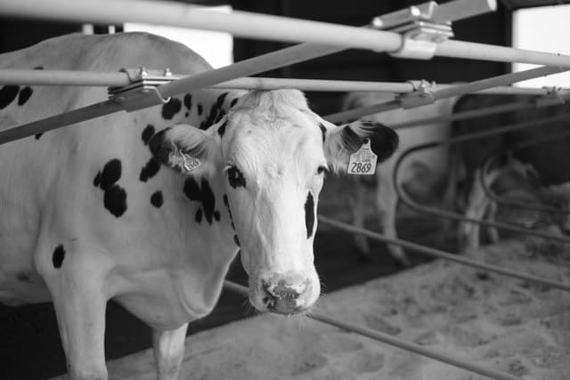 A black and white photograph of a cow with a white coat and black spots, standing in a barn with metal bars and another cow in the background