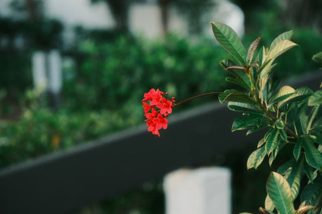 Small cluster of red flowers on a leafy green branch in soft focus, set against a blurred garden background