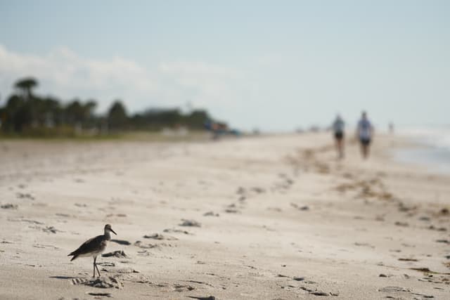 Sandy beach shoreline with a small bird in the foreground, distant people walking along the waterline, and palm trees under a hazy sky