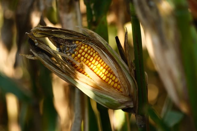 A sunlit ear of corn with partially peeled husks, revealing golden kernels, amidst green and brown corn stalks in a natural setting