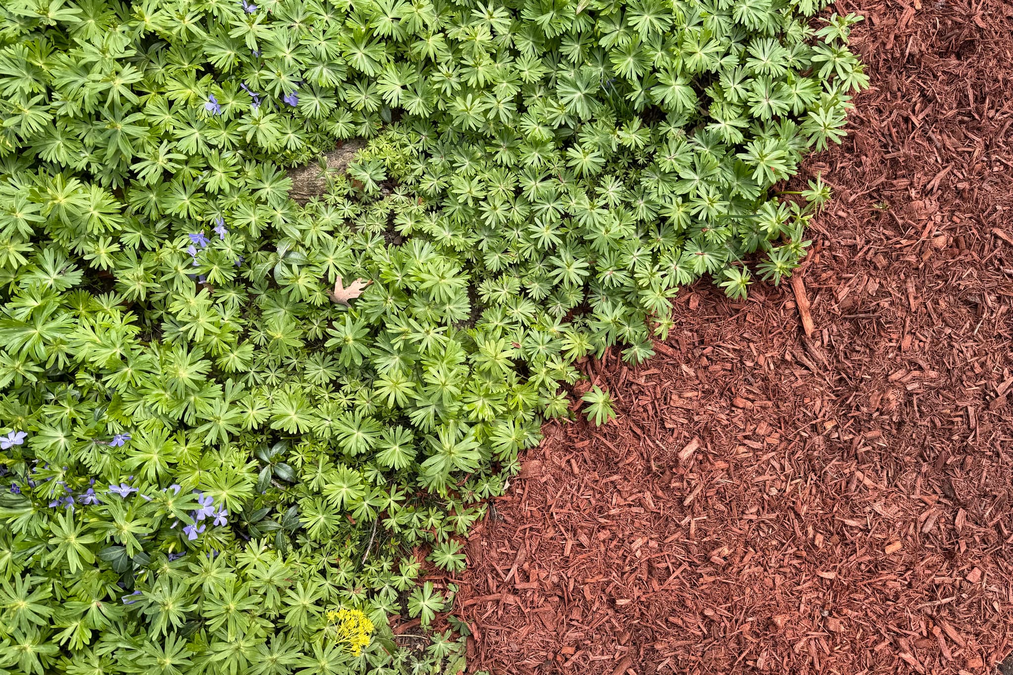 A lush green plant bed borders a swath of rich brown soil