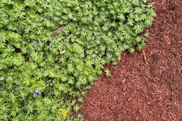 A lush green plant bed borders a swath of rich brown soil